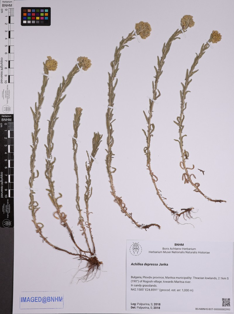 Achillea pseudopectinata photo 2