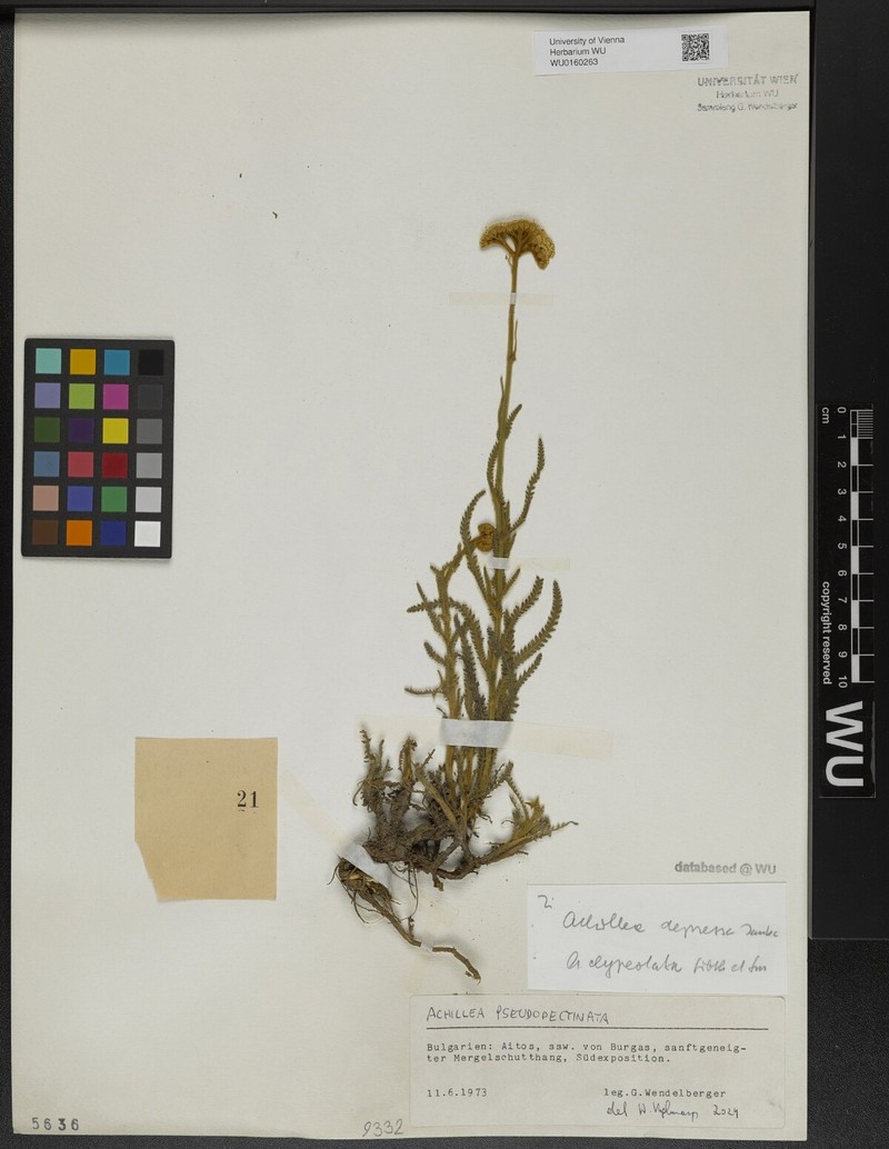 Achillea pseudopectinata photo 3