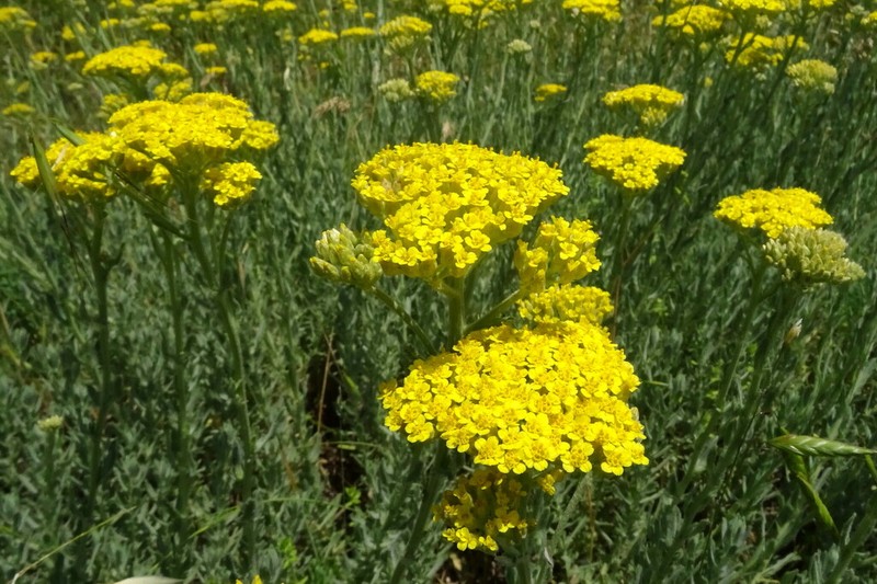 Achillea pseudopectinata