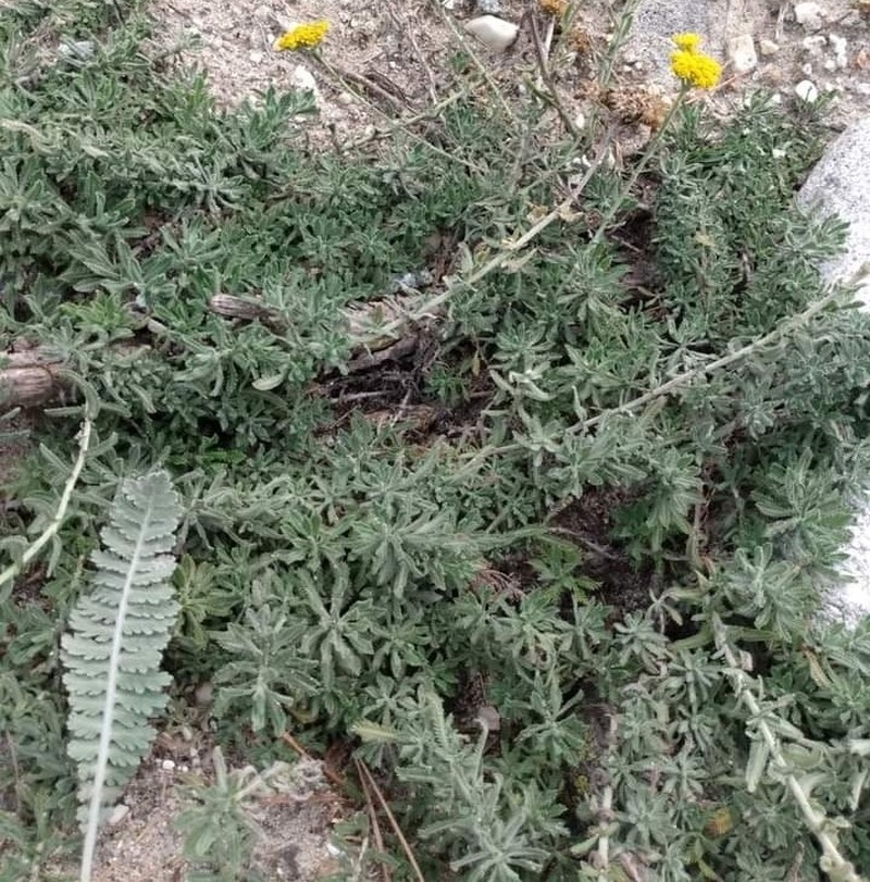 Achillea pseudopectinata photo 4