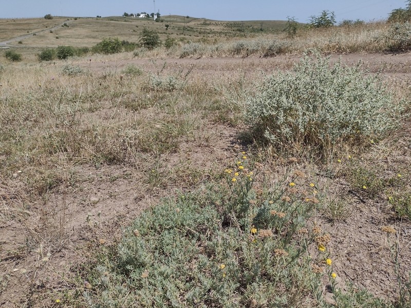 Achillea pseudopectinata photo 5