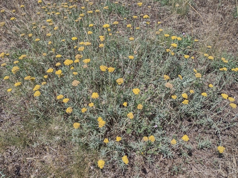 Achillea pseudopectinata photo 6