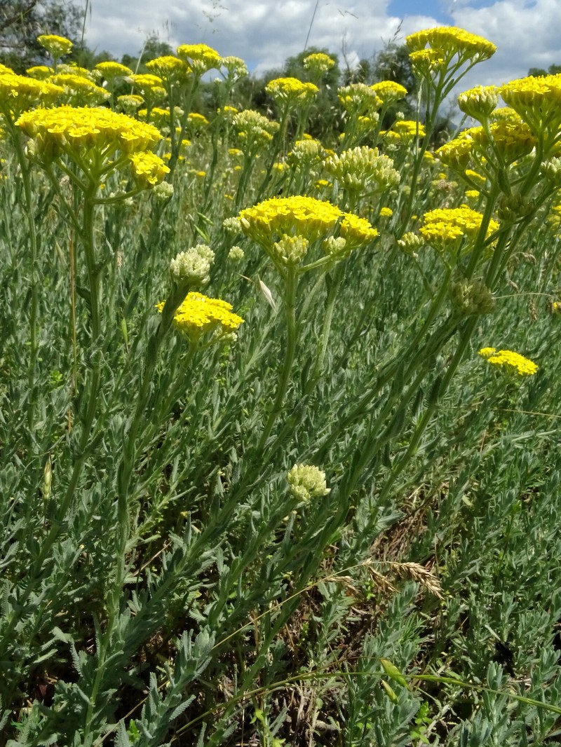 Achillea pseudopectinata photo 7
