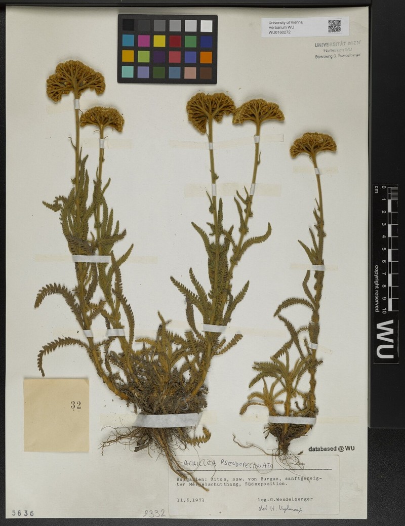 Achillea pseudopectinata photo 8