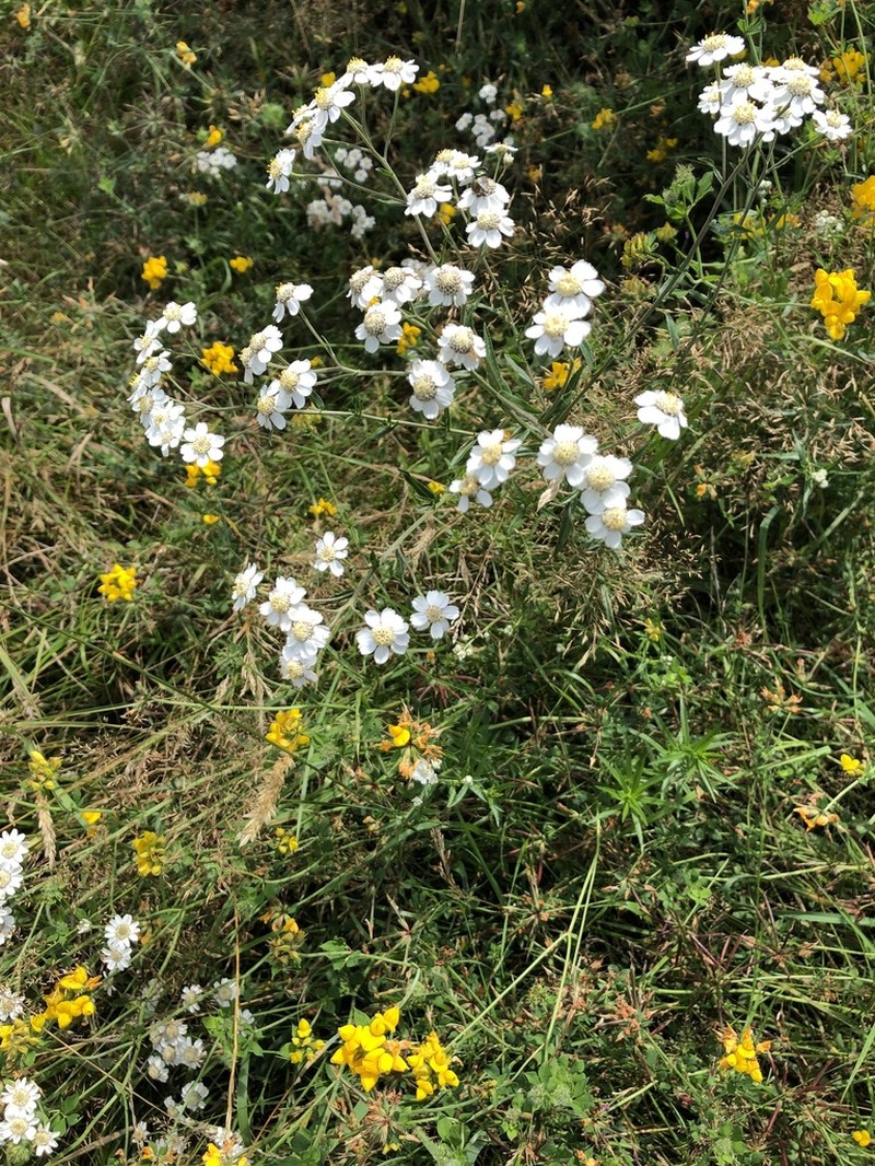 Sneezeweed photo 5
