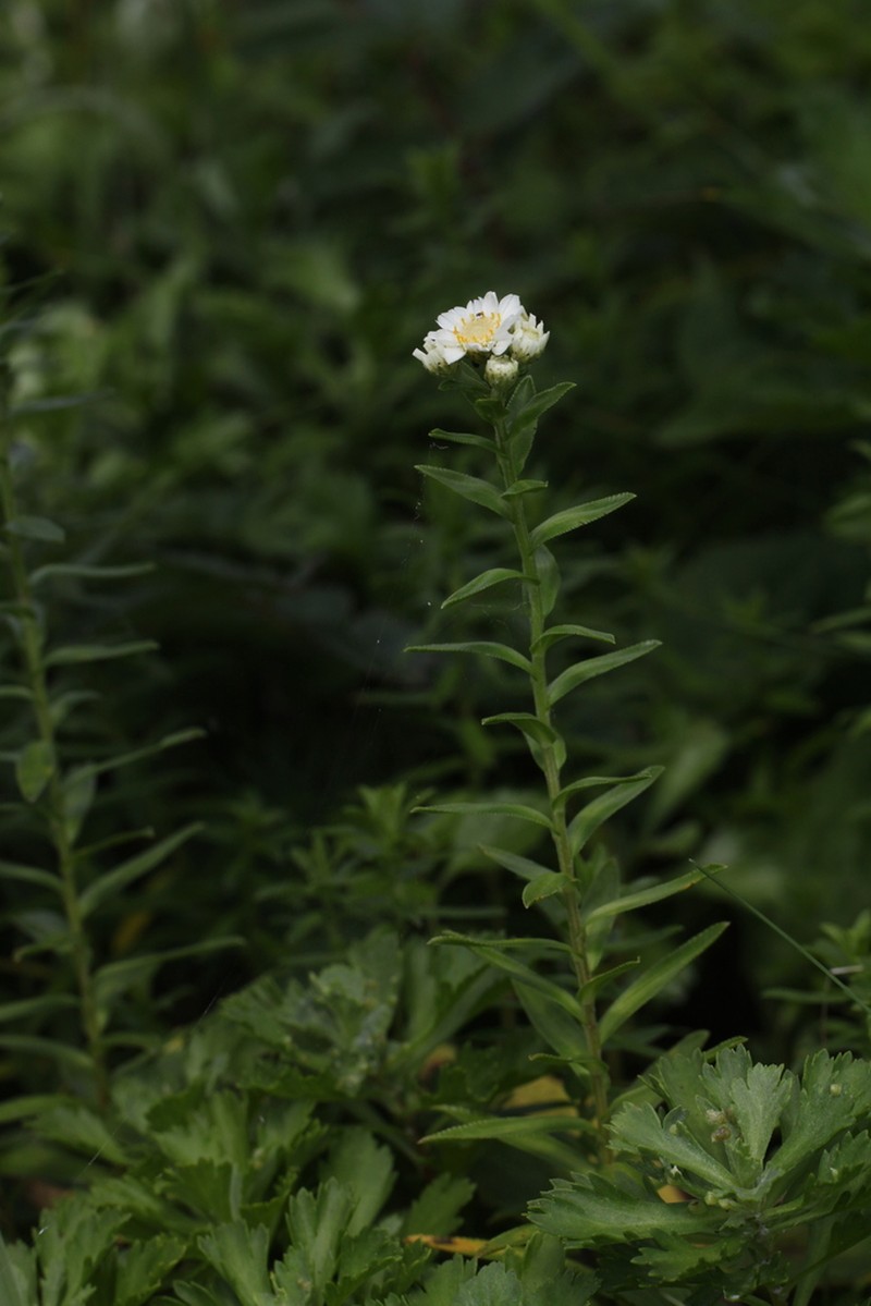 Sneezeweed photo 8