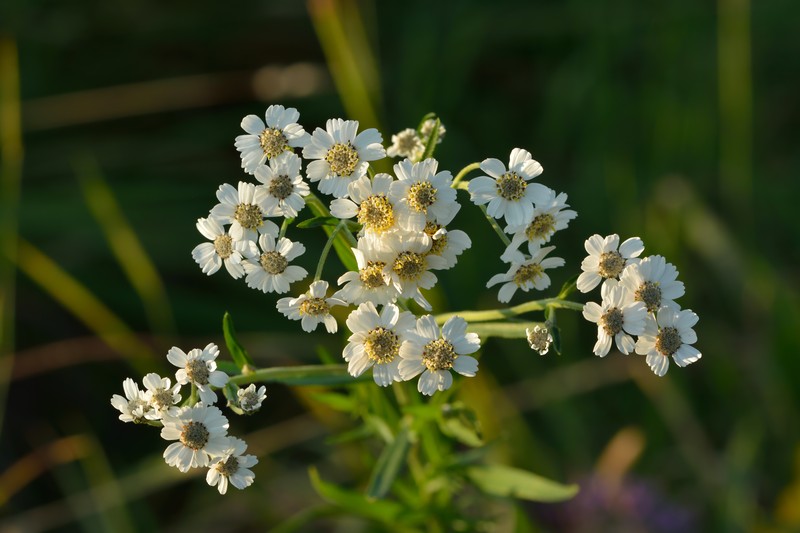 Sneezeweed