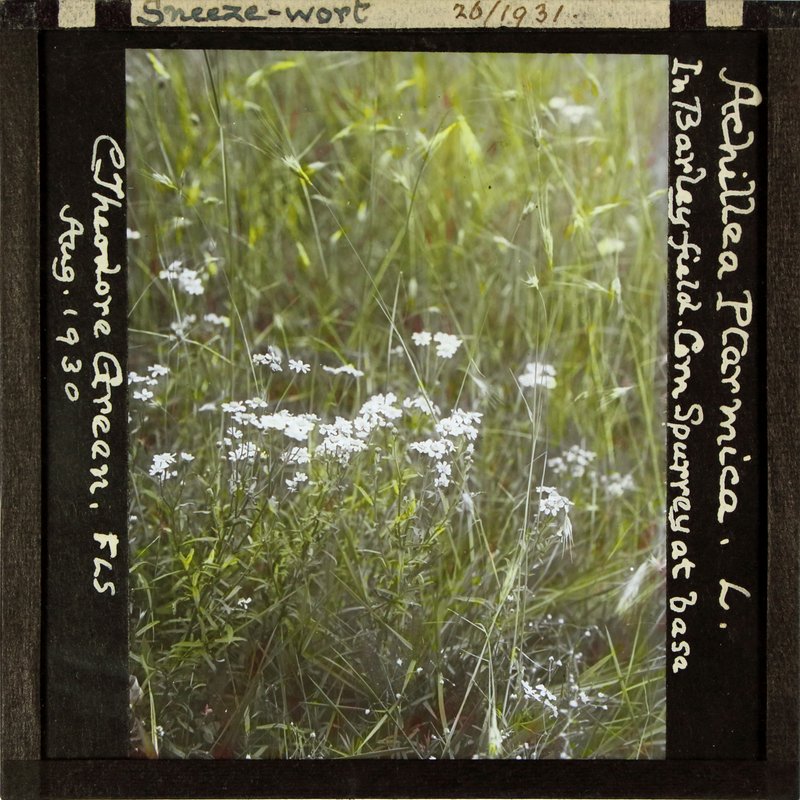 Sneezeweed photo 5