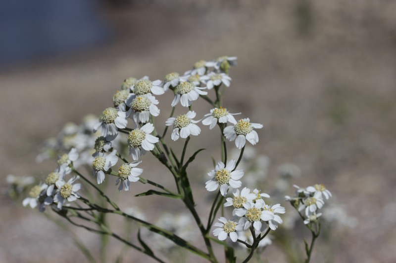 Sneezeweed photo 4