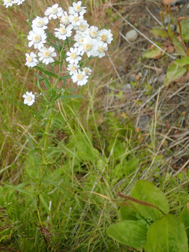 Achillea macrocephala