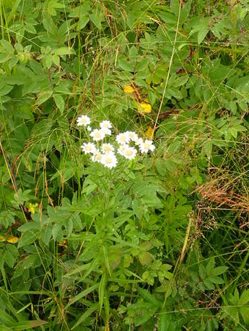 Achillea macrocephala photo 2