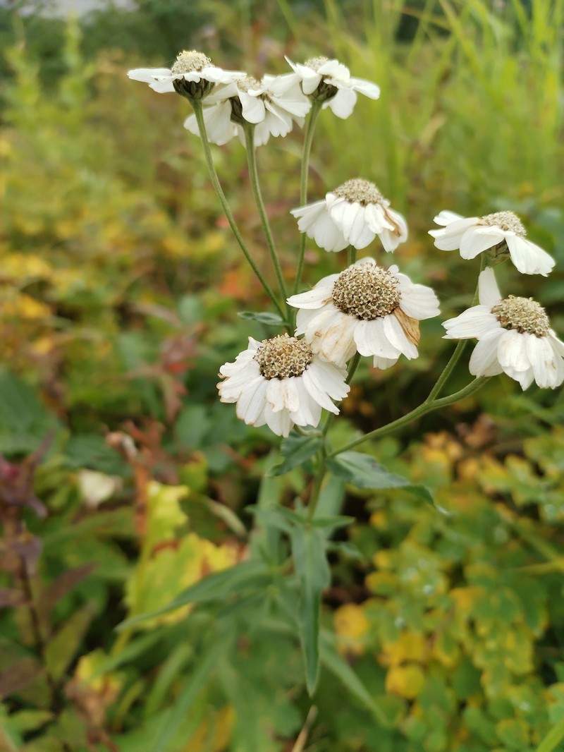 Achillea macrocephala photo 3