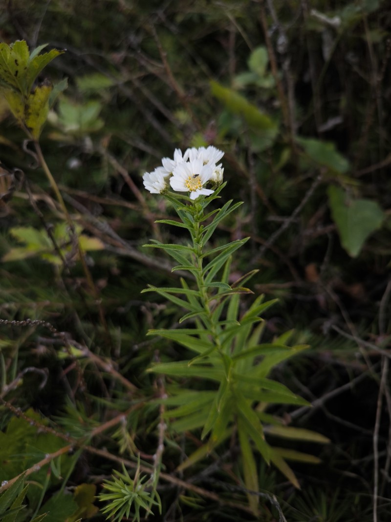 Achillea macrocephala photo 4