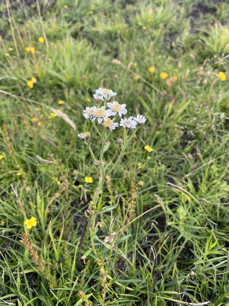 Achillea ptarmica subsp. ptarmica