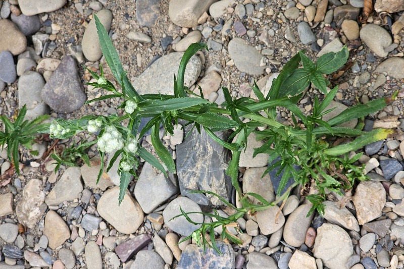 Achillea ptarmica subsp. ptarmica photo 2