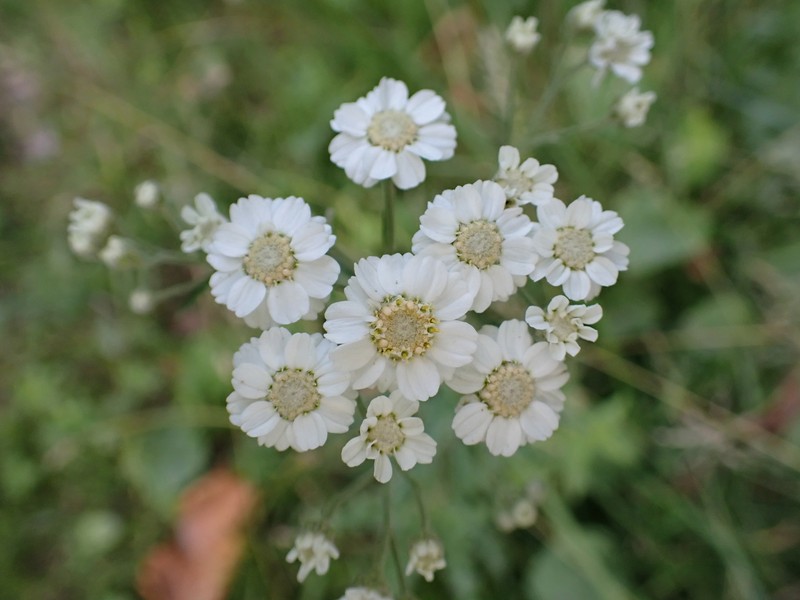 Achillea ptarmica subsp. ptarmica photo 3