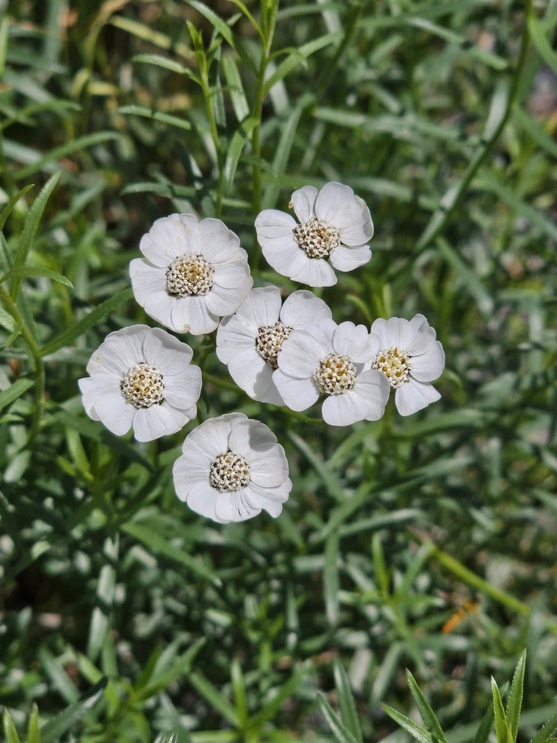 Achillea ptarmicifolia