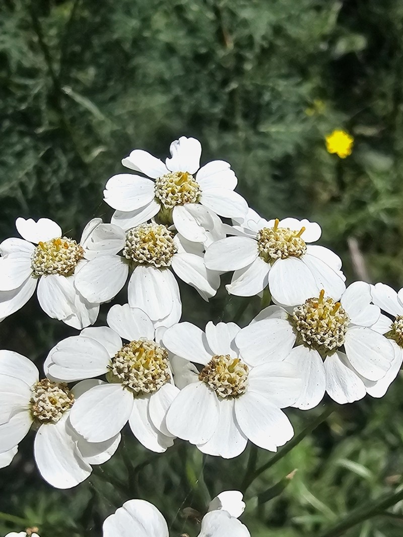 Achillea ptarmicifolia photo 2
