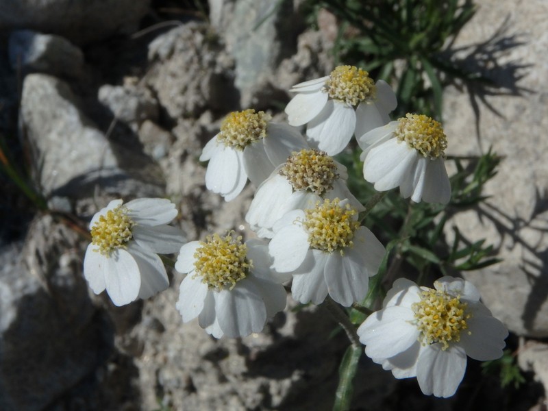 Achillea ptarmicifolia photo 3