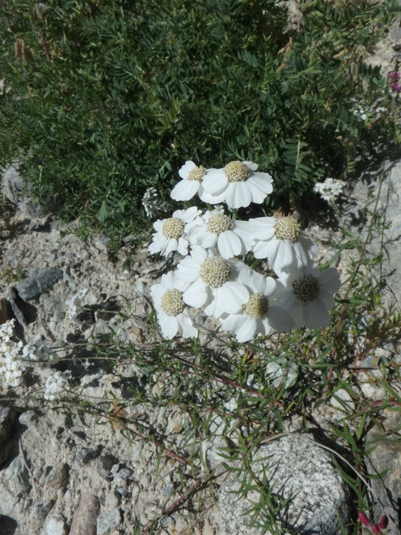 Achillea ptarmicifolia photo 4