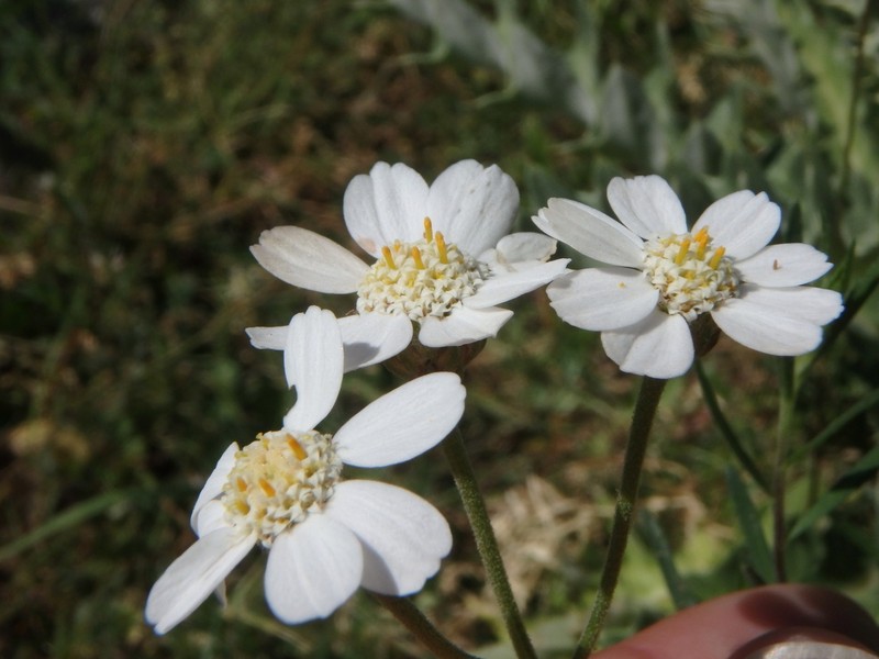 Achillea ptarmicifolia photo 5