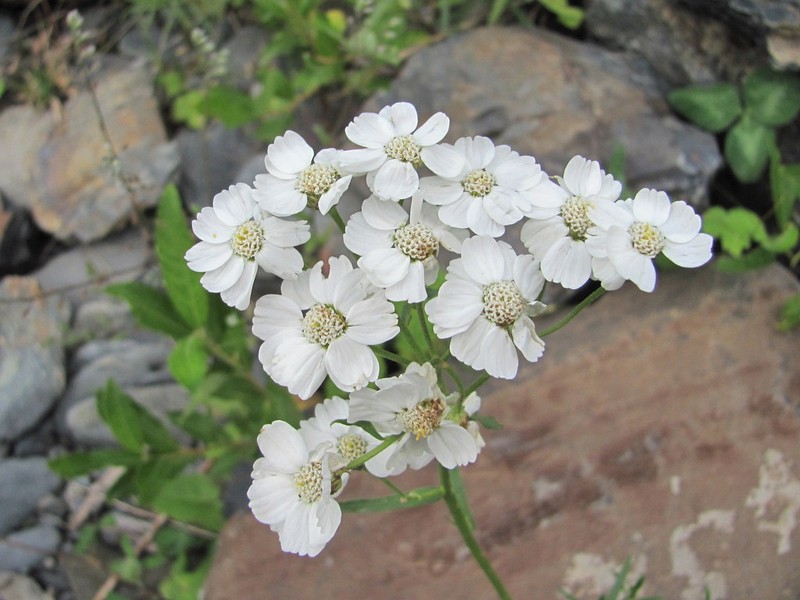 Achillea ptarmicifolia photo 6