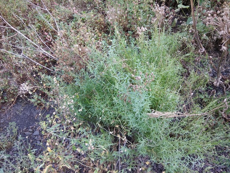Achillea ptarmicifolia photo 7