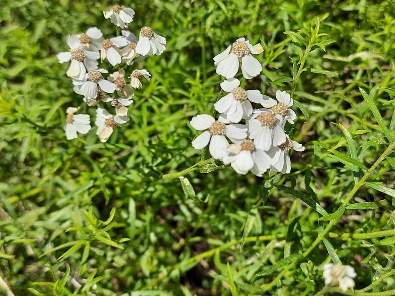 Achillea ptarmicifolia photo 8