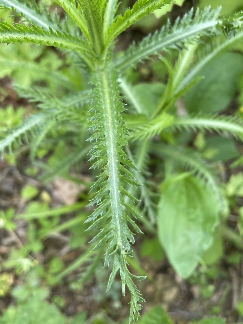 Achillea ptarmicoides