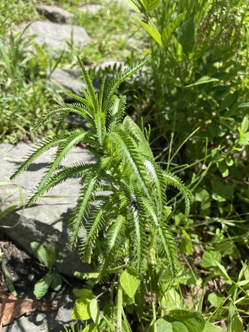 Achillea ptarmicoides photo 2