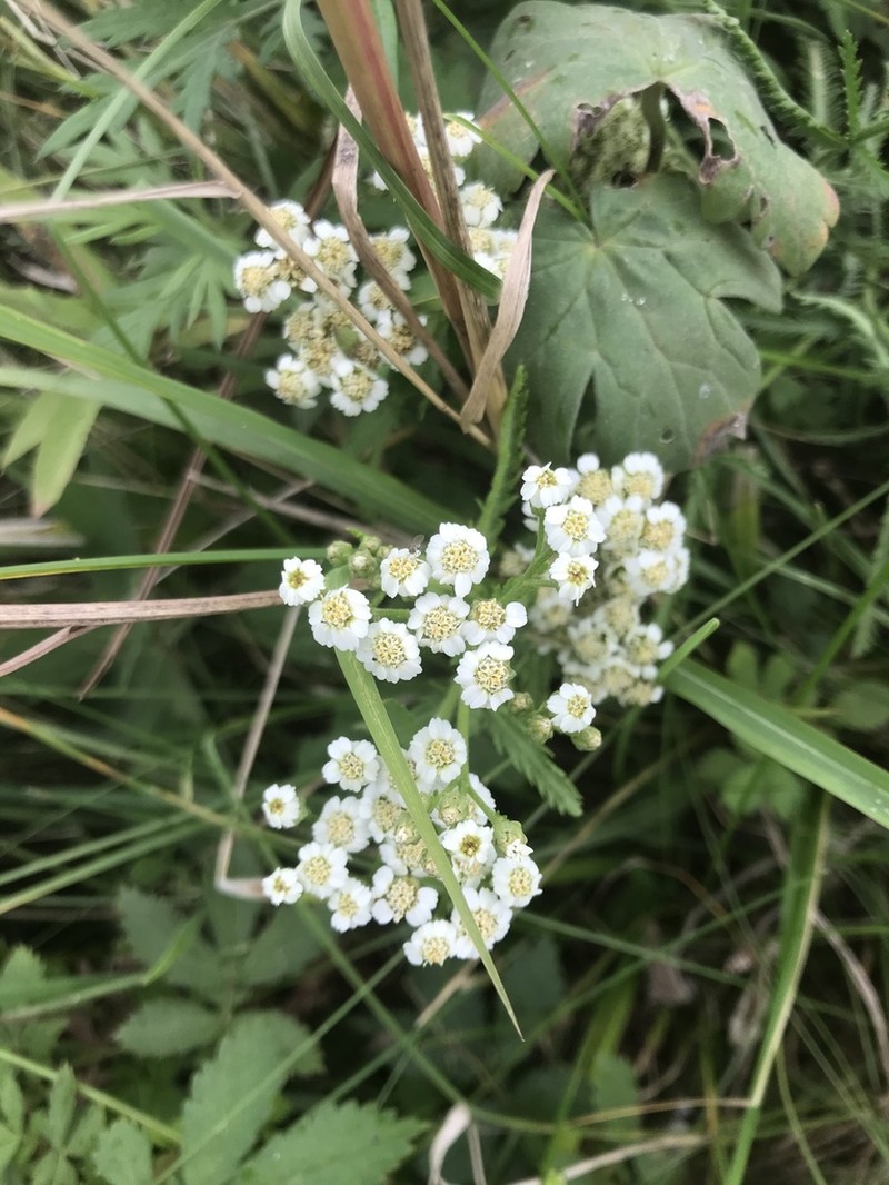 Achillea ptarmicoides photo 3