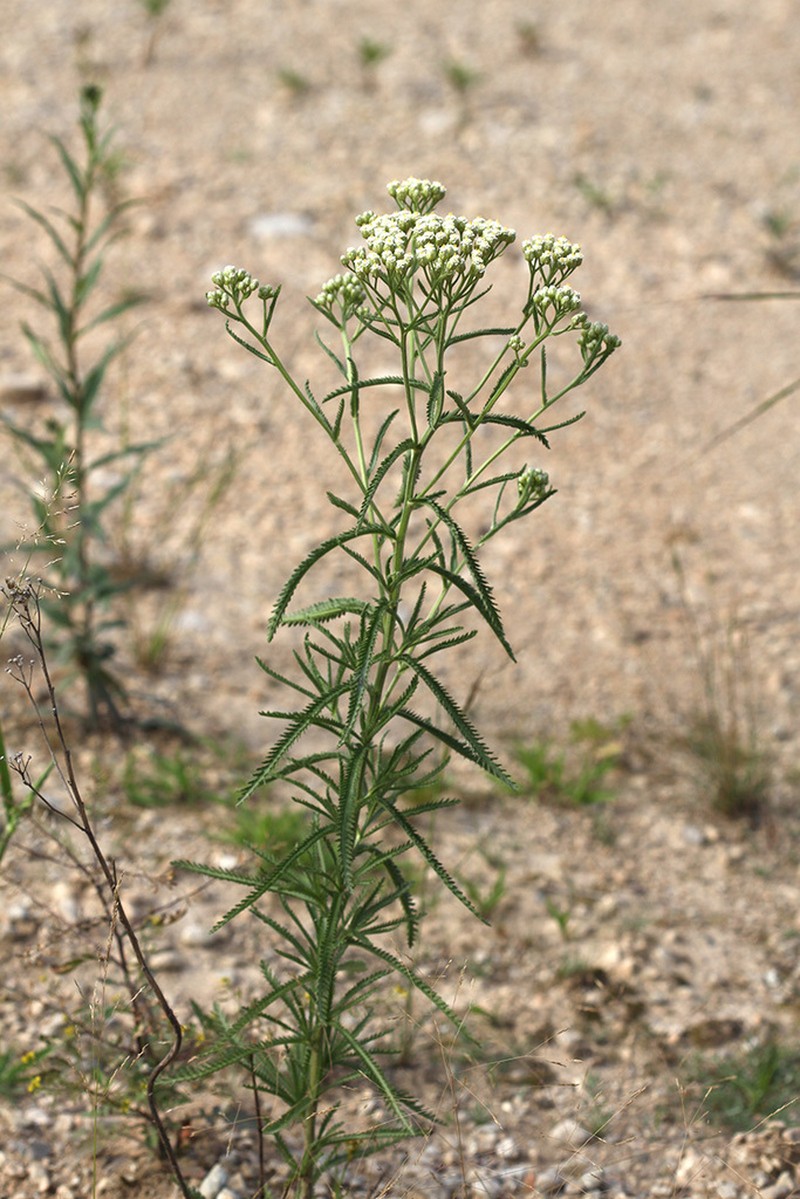 Achillea ptarmicoides photo 4