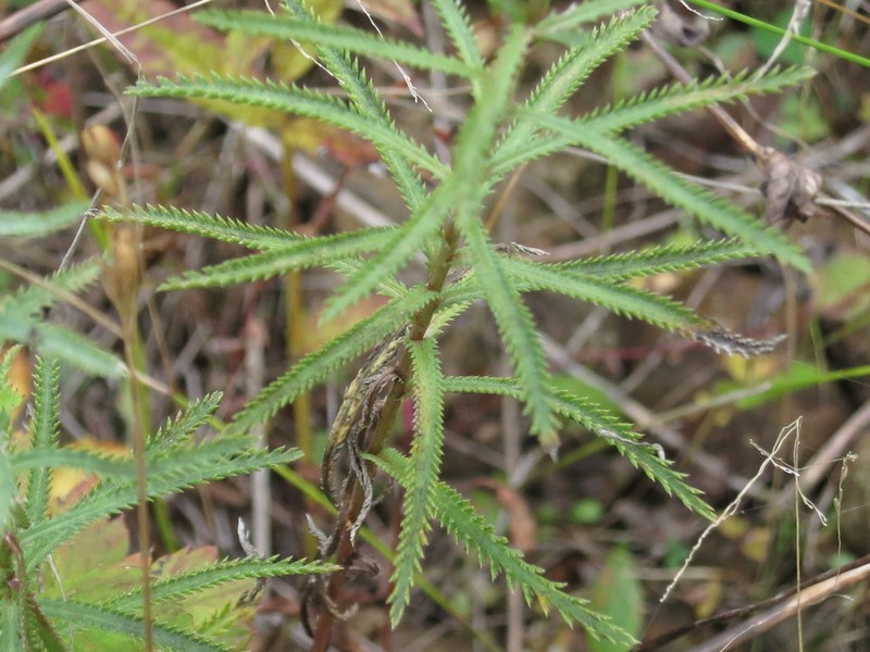 Achillea ptarmicoides photo 5
