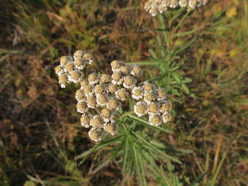Achillea ptarmicoides photo 6