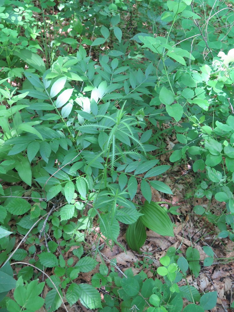 Achillea ptarmicoides photo 7