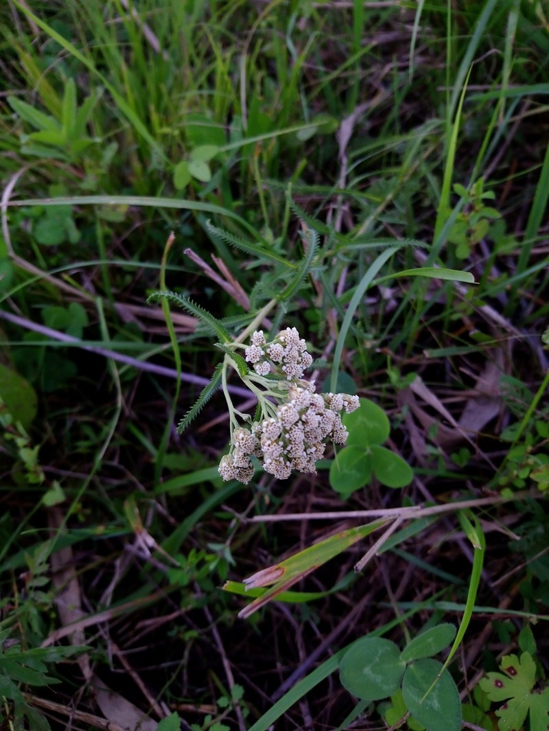 Achillea ptarmicoides photo 8