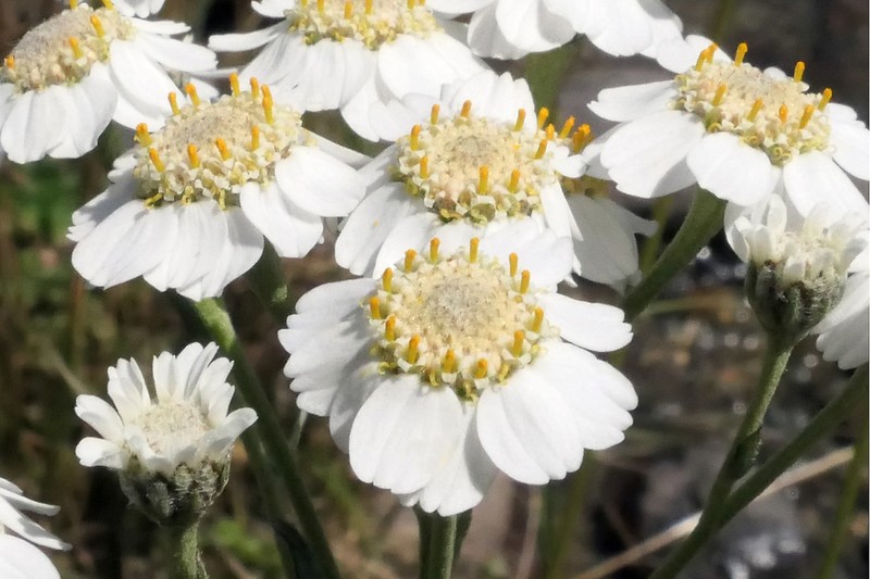 Achillea pyrenaica photo 2