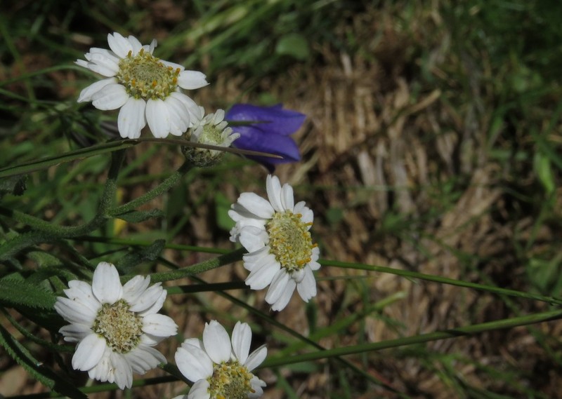 Achillea pyrenaica photo 3