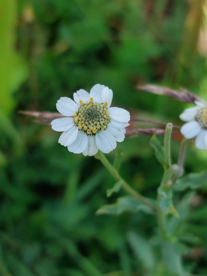Achillea pyrenaica photo 4