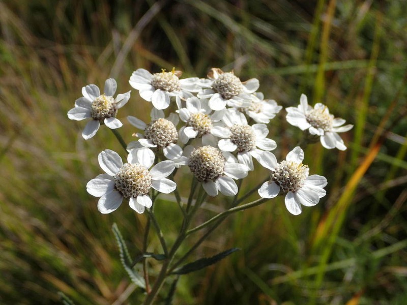 Achillea pyrenaica photo 5