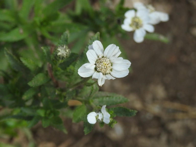 Achillea pyrenaica photo 6
