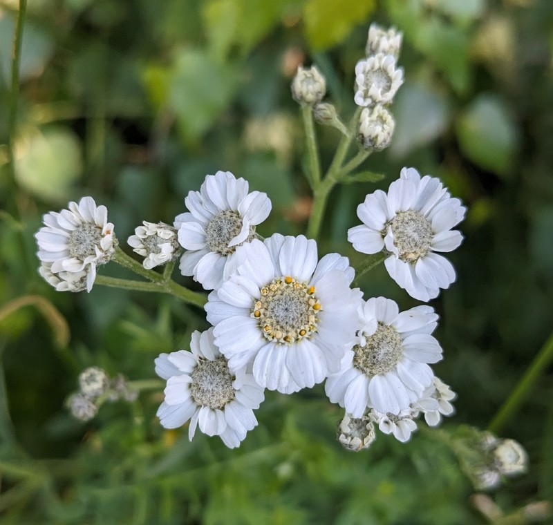 Achillea pyrenaica photo 7