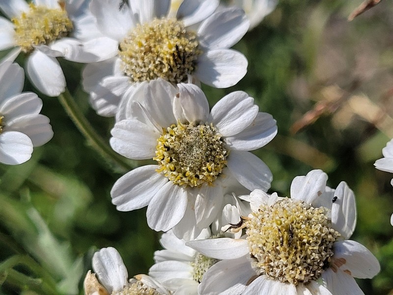 Achillea pyrenaica photo 8