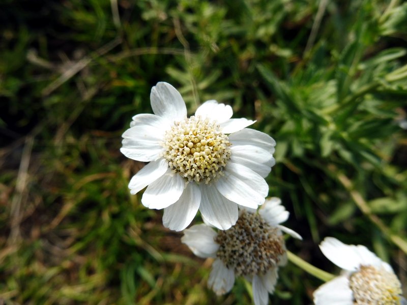 Achillea pyrenaica