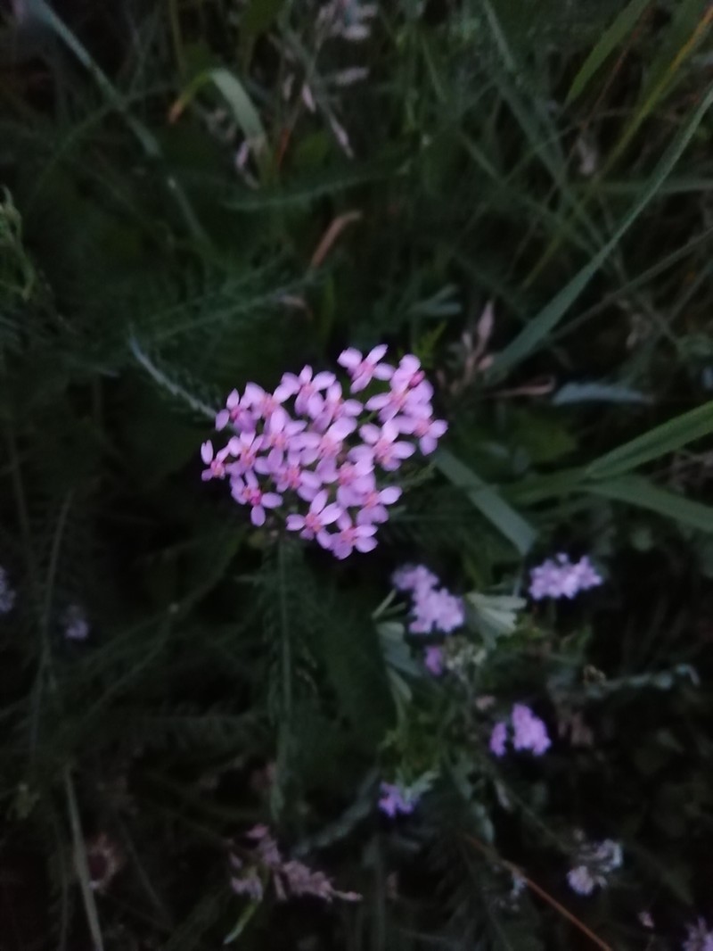Achillea roseoalba