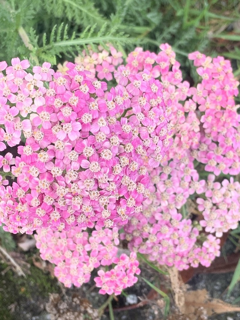 Achillea roseoalba photo 2