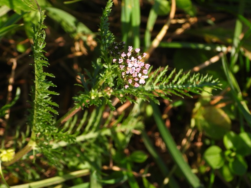 Achillea roseoalba photo 3