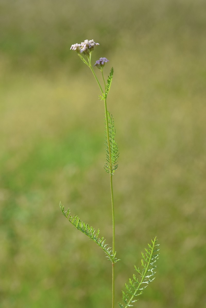 Achillea roseoalba photo 4