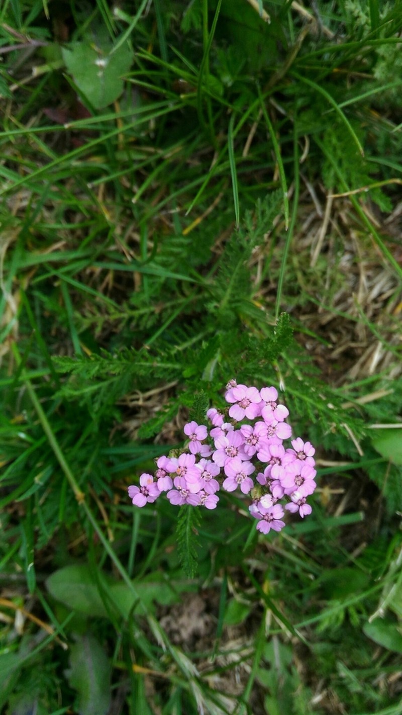 Achillea roseoalba photo 5