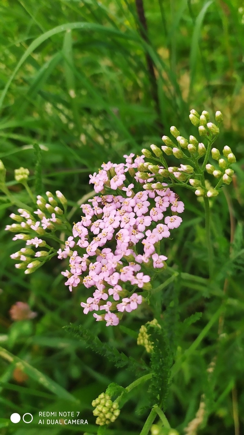Achillea roseoalba photo 6